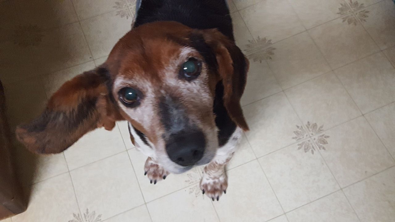 Operation Paws for Homes - Scrooge3.jpg